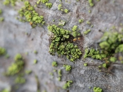 Chaenotheca chrysocephala