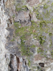 Chaenotheca chrysocephala