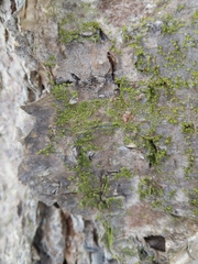 Chaenotheca chrysocephala