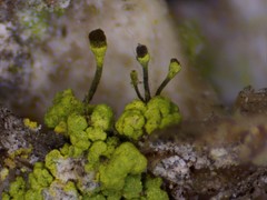 Chaenotheca chrysocephala