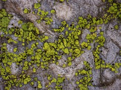 Chaenotheca chrysocephala