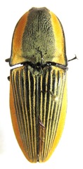 Chalcolepidius bomplandii