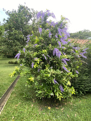 Petrea volubilis