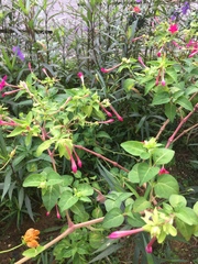 Fuchsia microphylla