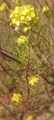 Sisymbrium loeselii