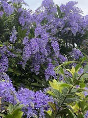 Petrea volubilis