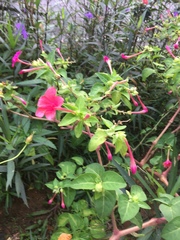 Fuchsia microphylla