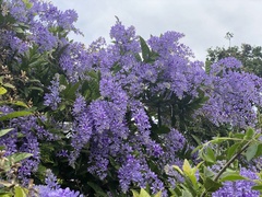 Petrea volubilis