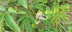 Passiflora cincinnata