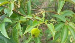 Passiflora cincinnata