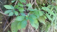 Barleria