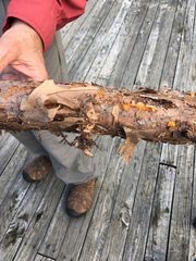 Dacrymyces chrysospermus