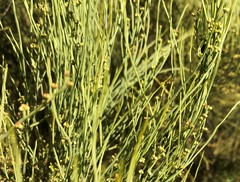 Choretrum glomeratum