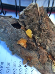 Dacrymyces chrysospermus