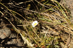 Oritrophium peruvianum