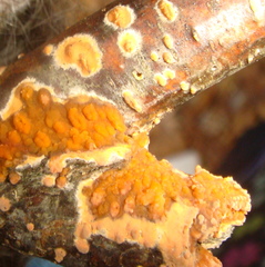 Peniophora aurantiaca