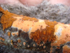 Peniophora aurantiaca