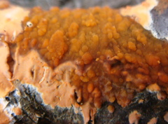 Peniophora aurantiaca