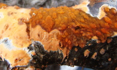 Peniophora aurantiaca