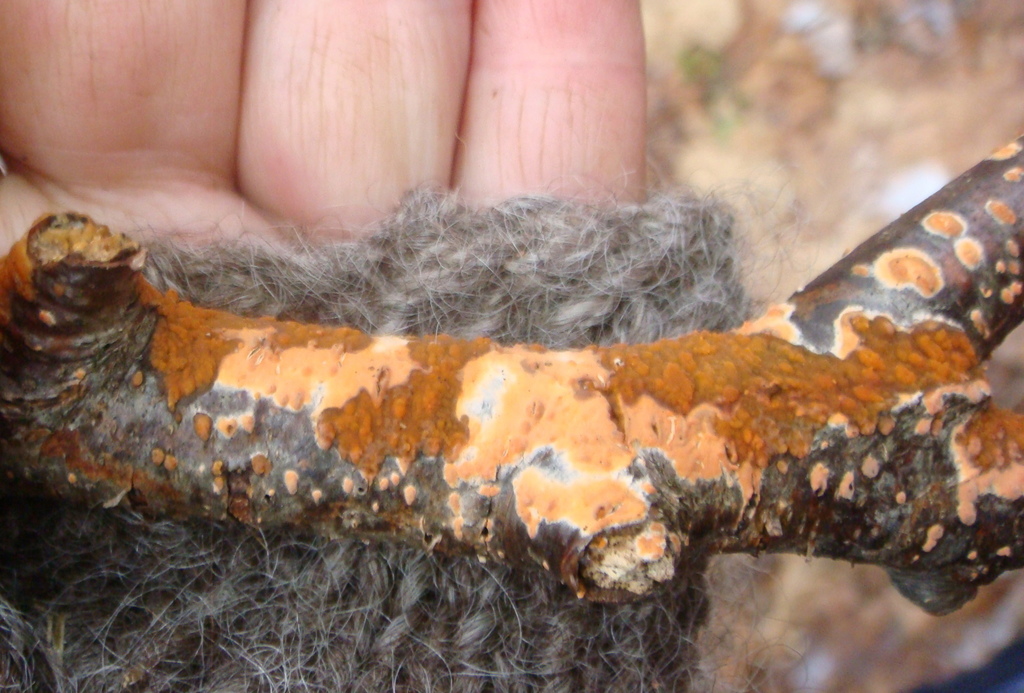 Peniophora aurantiaca