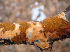 Peniophora aurantiaca