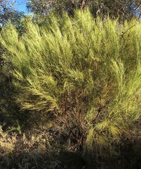 Choretrum glomeratum