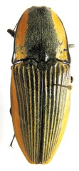 Chalcolepidius bomplandii