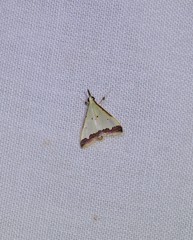 Autocharis hedyphaes