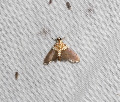 Agrotera longitabulata