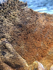 Phaeolus schweinitzii