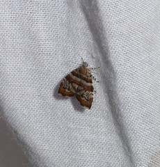 Choreutis periploca