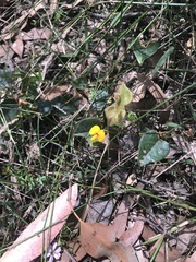 Platylobium obtusangulum