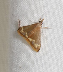 Clupeosoma pellucidalis