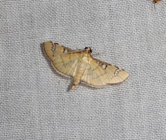 Cotachena hicana