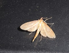 Hymenoptychis sordida