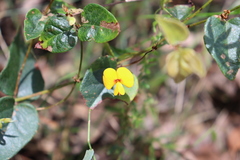 Platylobium obtusangulum