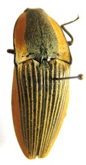 Chalcolepidius bomplandii