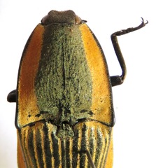 Chalcolepidius bomplandii