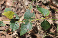 Platylobium obtusangulum