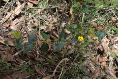 Platylobium obtusangulum