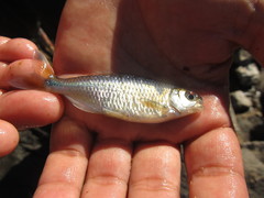 Bryconamericus iheringii