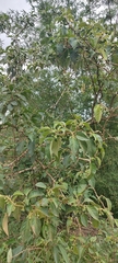Solanum paniculatum