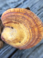 Ganoderma curtisii image