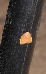 Hemonia micrommata