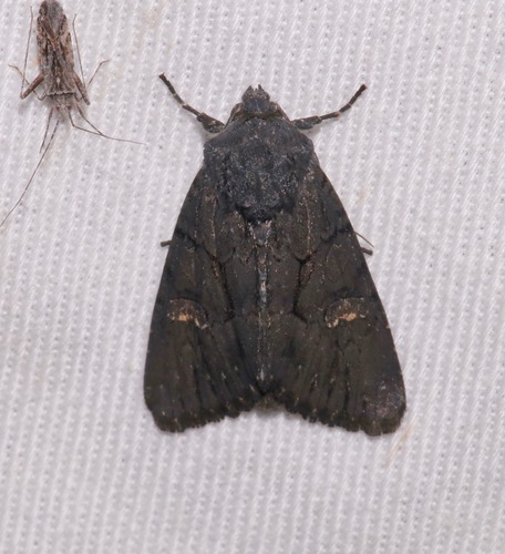 Relic Dune and Burgess' Apamea Moths photo 4