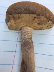 Retiboletus