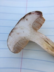 Retiboletus