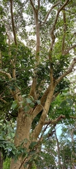 Ficus gomelleira