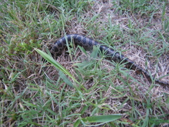 Lampropeltis calligaster