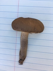 Retiboletus